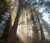 skog, storskog, träd, natur